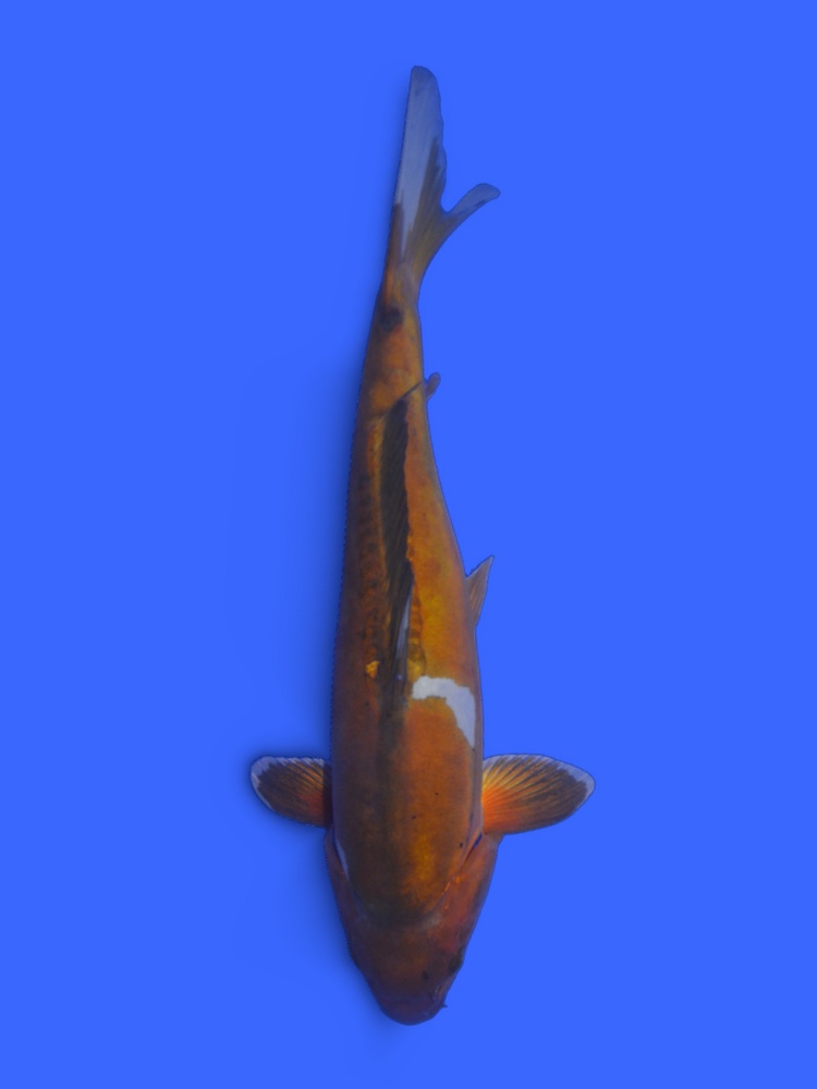 17.7" (45cm) Female Yoshikigoi Doitsu Ochiba - Y0309N